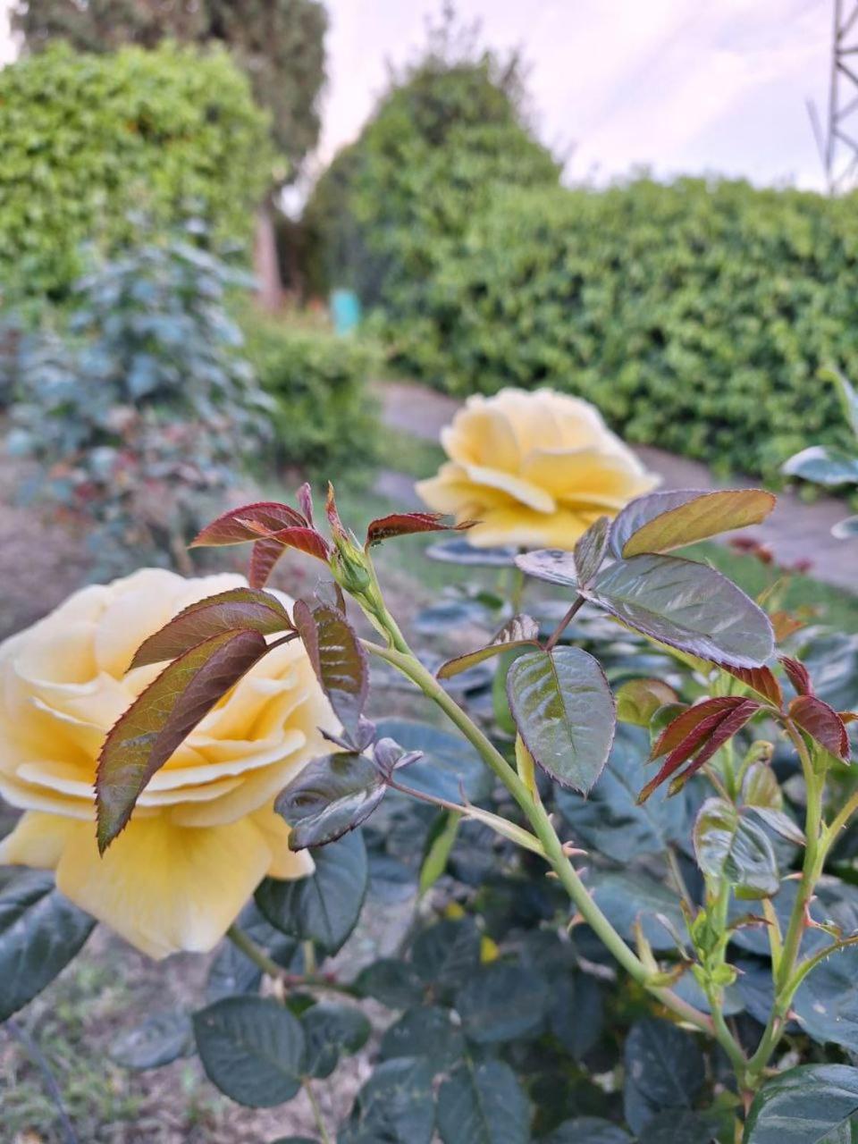 Santa Maria a Monte B&B Le Rose Di Paola المظهر الخارجي الصورة